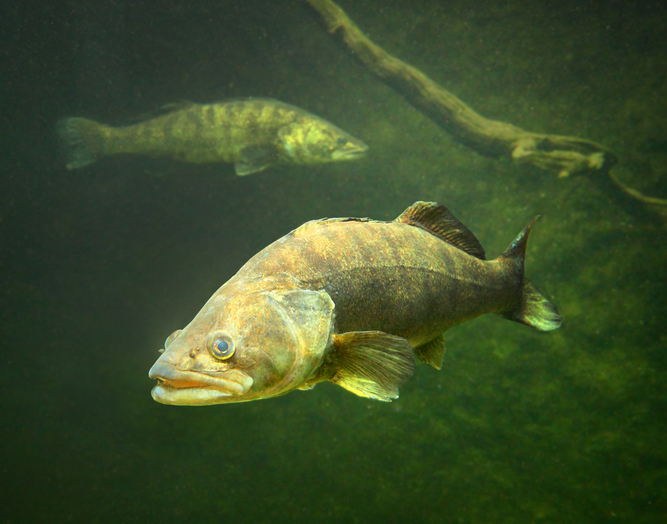 the zander or pike perch sander lucioperca.